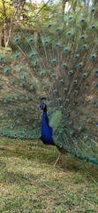 Peacock at Royal Alcazar gardens in Seville, travel in Spain