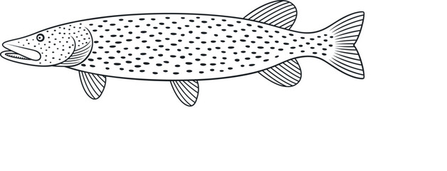 Pike outline. Isolated pike on white background
