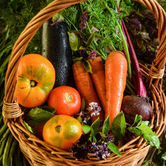 Top view wicker basket full vegetables greens indoors. Healthy food, dieting, nutrition. Harvest concept. Autumn season. Abundance organic tomato, carrot, eggplant. Fresh raw ingredients for cooking
