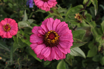 Obraz premium Blumen, Blüten, Garten, Blüte, Pflanzen, Blütenblätter