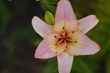 Fototapeta premium pink and white flower