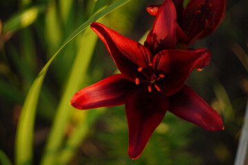 red lily flower