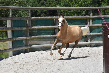 Cheval au galop, palomino, dans une carrière de sable dit Rond d'Havrincourt