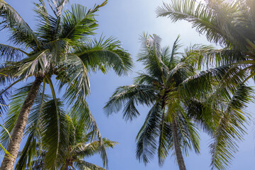Fototapeta na wymiar Palm tree over the blue sky with sunlight flare