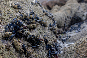 Macro photography of small mussels on the stone stuck.