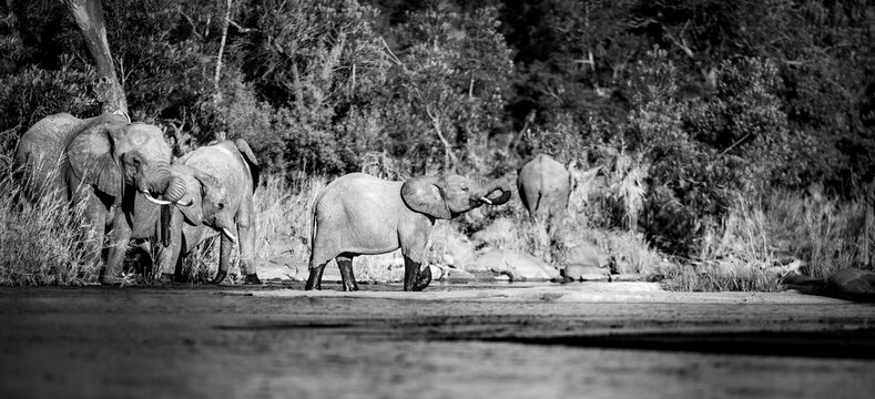 A herd of elephants , Loxodonta africana, drink water from a dam, black and white image.