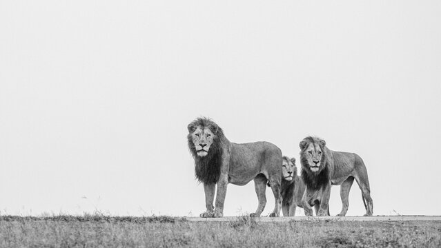 Three male lions, Panthera Leo, on a ridge, side view, black and white image.