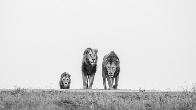 Three male lions, Panthera Leo, on a ridge, head on view, black and white image.