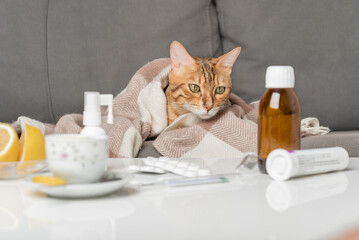Sick cat on the couch, wrapped in a blanket. A young cat with flu or coronovirus symptoms being treated at home.