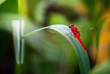 red dragonfly on the grass at dusk