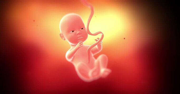 Beautiful calm baby fetus slowly moving and rotating inside of mother's womb. Science and health related 4k 3d animation.