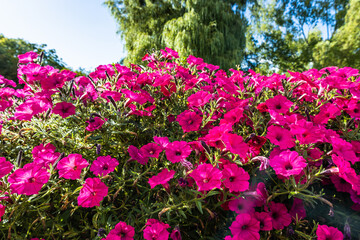 Colorful flowers bloom in the city park garden