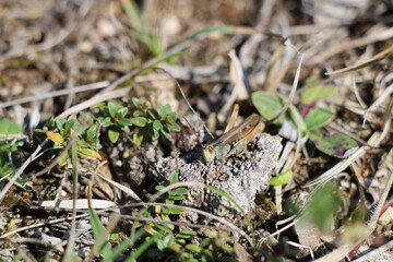 Gomphocerinae, slant-faced grasshopper | Harzer Grenzweg, Green Belt