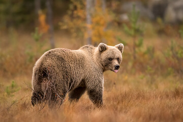 Wildlife in Finland. Bears, Wolverine and birds. - obrazy, fototapety, plakaty