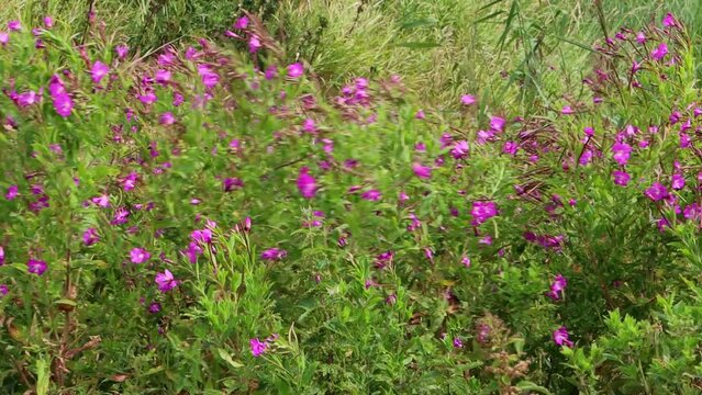 Purple flowers of Fireweed moving in the wind, also called Epilobium angustifolium