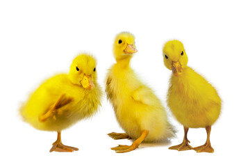 白背景の前に立つアヒルのヒヨコ3羽の正面の姿