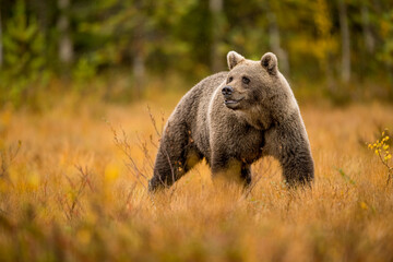 Fototapeta premium Wildlife in Finland. Bears, Wolverine and birds.