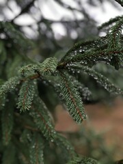 branches of a pine tree