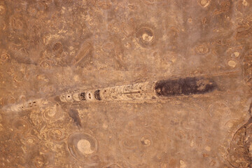 Orthoceras fossils in a marble base