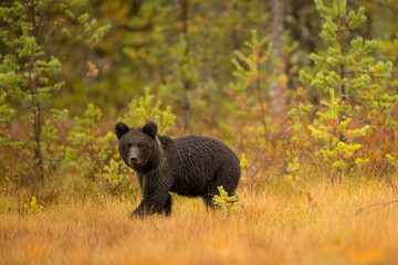 Wildlife in Finland. Bears, Wolverine and birds.