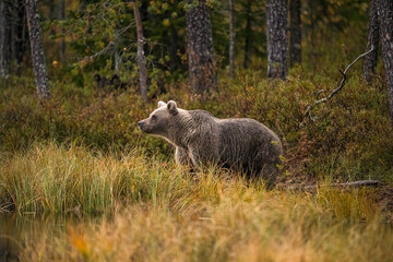 Wildlife in Finland. Bears, Wolverine and birds.