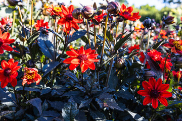 Dahlia - Dark Angel Pulp Fiction flowers bloom in the city park garden