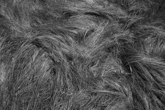 Field of windswept, wild grasses in summer, close up of long grass, overhead view.