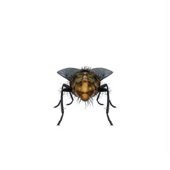 Housefly exotic on white