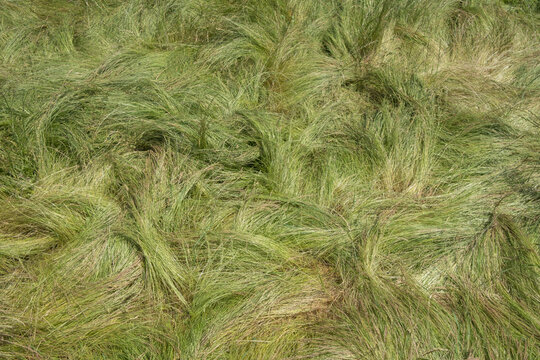 Field of windswept, wild grasses in summer, close up of long grass, overhead view.