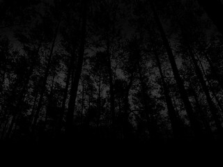 Czarny las tło - obrazy, fototapety, plakaty
