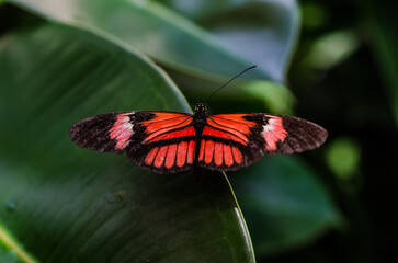 Pretty butterfly