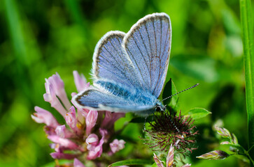 Blue butterfly