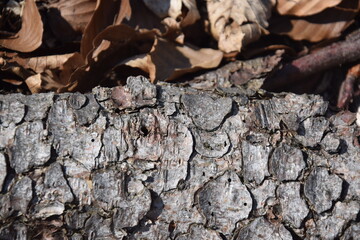 bark of a tree