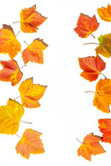 autumn leaves frame on a white background. Top view, copy space