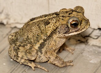 Gulf Coast toad (Incilius nebulifer) juvenile sitting by a residential doorstep, closeup view. Common to the Southern humid parts of the USA.