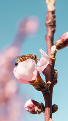 Abeja