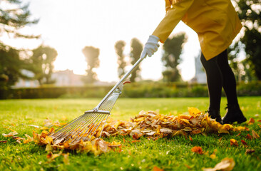 Fototapeta na wymiar Raking fallen leaves from the lawn. Cleaning up fallen leaves in the garden. Using a metal fan rake to clean the lawn from fallen leaves.