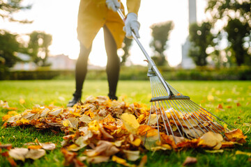 Raking fallen leaves from the lawn. Cleaning up fallen leaves in the garden. Using a metal fan rake...