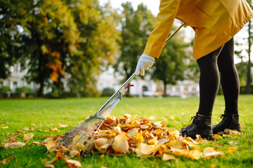 Raking fallen leaves from the lawn. Cleaning up fallen leaves in the garden. Using a metal fan rake...