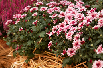 pink autumn flowers in the garden