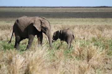 Obraz na płótnie Canvas Mother elephant protecting her tiny elephant calf under her belly