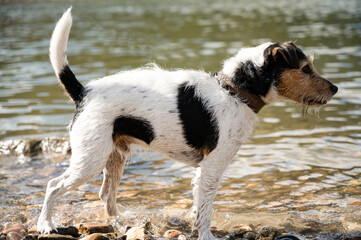 Hund am Wasser