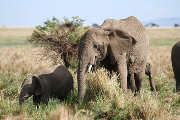 Fototapeta premium Mother elephant protecting her tiny elephant calf under her belly
