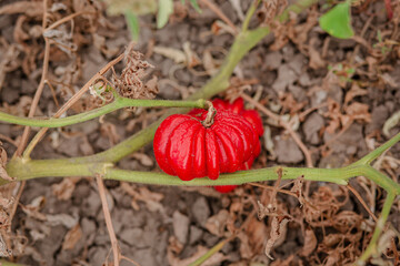Tomato fruits are affected by a bacterial disease in the open soil. Tomatoes withered from pests.