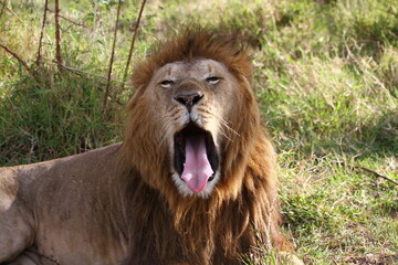 Fototapeta na wymiar Male lion roaring, looking sideways - a closeup