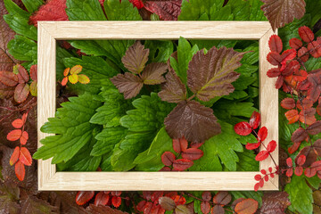 Autumn announcement. There is a frame on crimson and green autumn leaves. Space for text. Juicy...