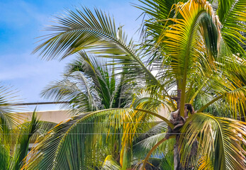Tropical natural palm tree coconuts blue sky in Mexico.