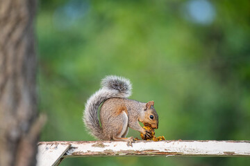 Squirrel eating a black walnut