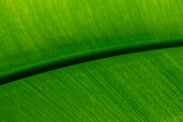 Green textures of leaves of tropical plants