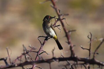Maskenbülbül (Pycnonotus nigricans) im Erongo Gebirge in Namibia. 